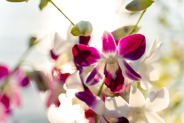 Selection beautiful orchid on blur background. Selective focus