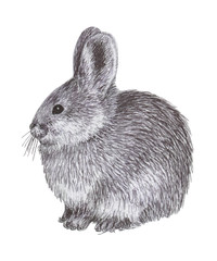 Pygmy Rabbit.  Cute animal illustration in a graphic style  on white background