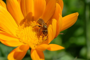 bee on flower