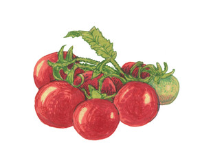 Branch with ripe tomatoes illustration on white background isolated