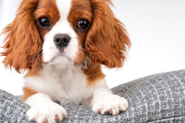 Little dog Cavalier King Charles Spaniel
