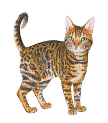 Purebred Toyger cat looks straight into the soul.  Cute pet illustration on white background