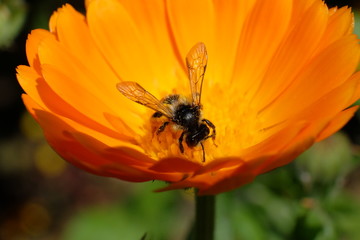 bee on flower