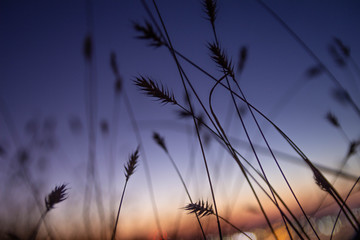 Obraz premium at sunset