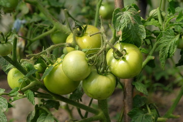 green tomatoes growing in the garden