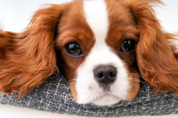 Little dog Cavalier King Charles Spaniel