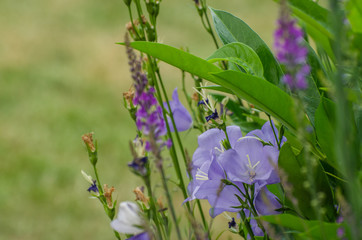 Glockenblumen