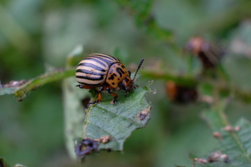 beetle on leaf