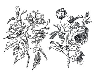 Antique roses