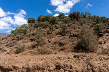 Landscape of Serengeti ational park Tanzania