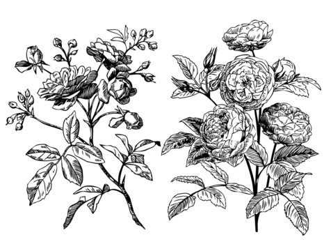 Antique roses