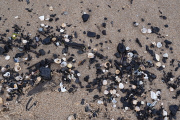 Pebbles and shells on the beach