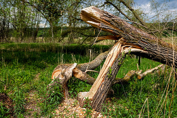 tree felled by beavers in the nature reserve ammersee