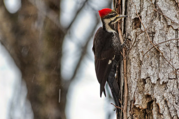 Pileated Woodpecker in Tree