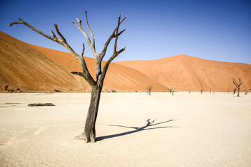 Fototapeta na wymiar dead tree in desert