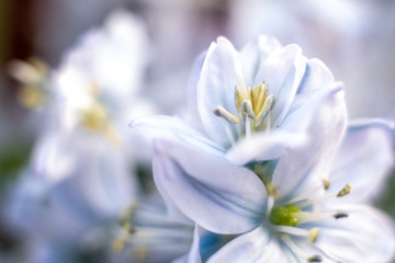 Fototapeta na wymiar Macro shot of hyacinth flower on white background