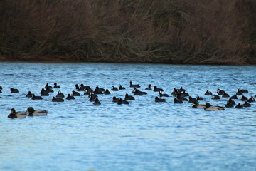 Beautiful ducks sunbathing and swimming in the water