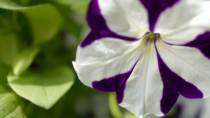 White-violet petunia