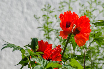 Mohnblume