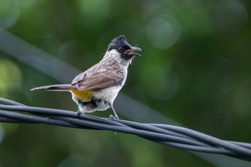 bird on a branch