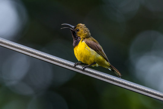 bird on a branch