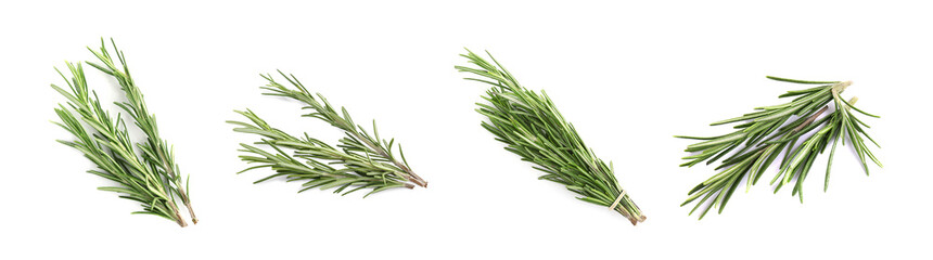 Set of fresh green rosemary on white background