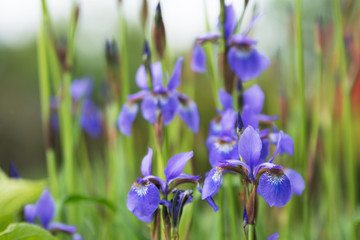 Group of violet irises on flower bed in a garden