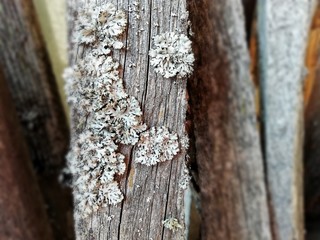  very old wooden board with wild moss sprouting on it, close-up, with a blurring effect on the sides
