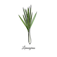 medical herbs Lemongrass