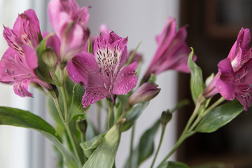  astromelia pink light photo, natural light