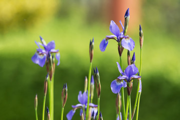 Group of violet iris flowers in a garden