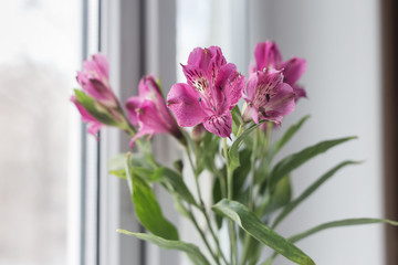  astromelia pink light photo, natural light