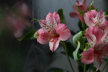 Obraz premium pink astromelia on a mirror background in the style of dark flowers