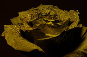 rose on black