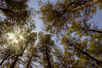 Bosque natural en Basilicata Italia