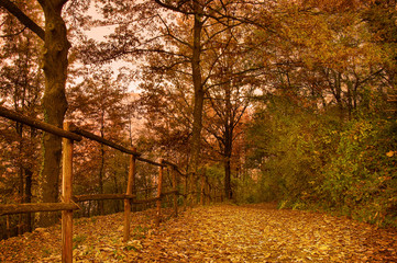 Obraz premium Path in the woods of Lake Nemi in autumn