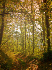 Path in the woods in autumn