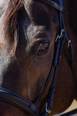 Hunter/jumper horse show