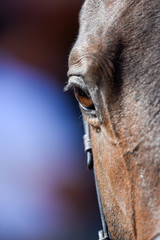 Hunter/jumper horse show