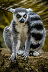 ring tailed lemur