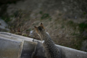 cat on a rock