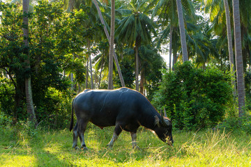 A buffalo with large horns grazes on the lawn in a green tropical jungle.