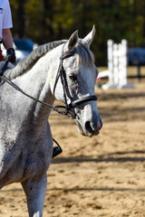 Hunter/jumper horse show