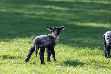 Obraz na płótnie Canvas Spring lamb