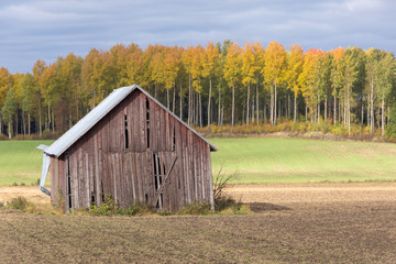 Obraz premium Old barn in a field autumn