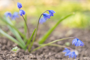 first spring flowers bluebell grow in the meadow, blue scylla young bush grows in the garden