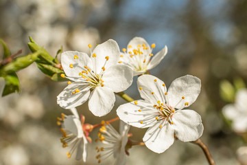 Apple tree in bloom on spring, Czech Republic