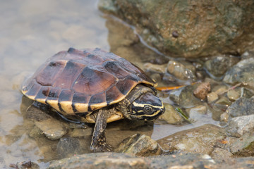 Turtle swims in water