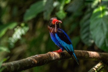 Kingfisher on a branch