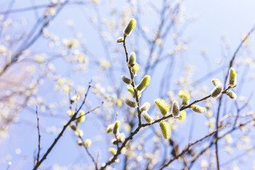 Beautiful willow branches in sunlight on a blue sky background.